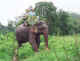 Bob & Judi on elephant ride.jpg (27912 bytes)