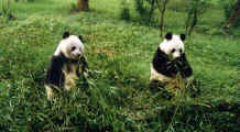 China Chengdu pandas.jpg (20431 bytes)