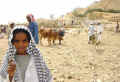Eritrea livestock market in Keren.jpg (26515 bytes)