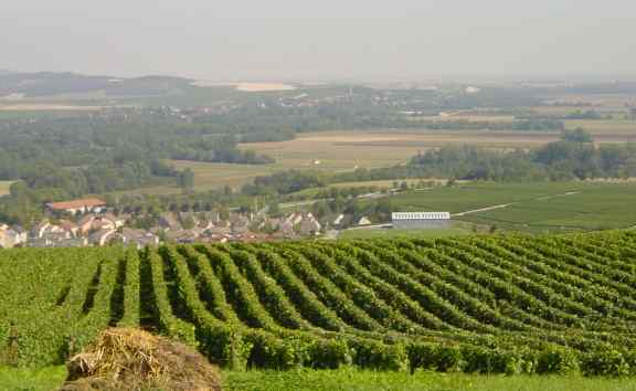 France%20vineyard%20in%20Champagne.jpg