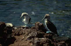 Galapagos - booby scratching.jpg (16087 bytes)