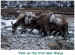 Yaks on frozen creek-bed