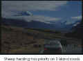 Sheep have right-of-way as dogs drive them near Mt Cook