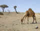 Oman camel feeding in countryside.jpg (21568 bytes)