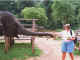 Sharon feeding elephant in Chaing Mai.jpg (20035 bytes)