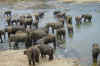 Sri Lanka elephant orphanage.jpg (18349 bytes)