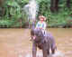 An elephant shower